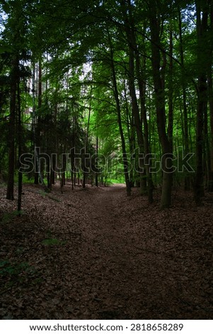 Serene Forest Path Through Dense Green Woodland Canopy With Leaf-Covered Trail and Sunlit Clearing - Dalkowskie Jary Nature Reserve.