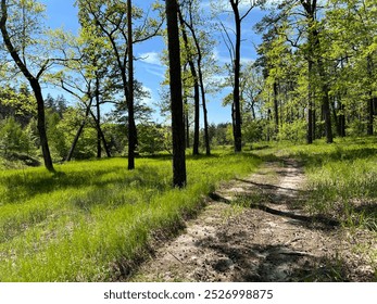 A serene forest path winds through tall trees, dappled with sunlight. The vibrant green grass and clear blue sky create a peaceful, inviting atmosphere perfect for a quiet walk in nature. - Powered by Shutterstock