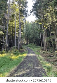 A serene forest path winds through tall, sunlit trees. The gravel trail is bordered by lush green grass and dense foliage, creating a peaceful and inviting scene in the heart of nature.
