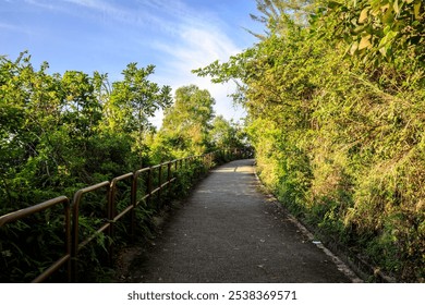 Serene Forest Pathway Surrounded by Tall Trees and Lush Greenery - Powered by Shutterstock