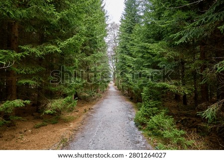 Serene forest pathway surrounded by lush green pine trees in tranquil woodland.