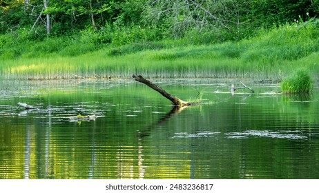 Serene forest pond with green reflections, floating logs, and lush vegetation, showcasing the tranquility of nature in summertime. - Powered by Shutterstock