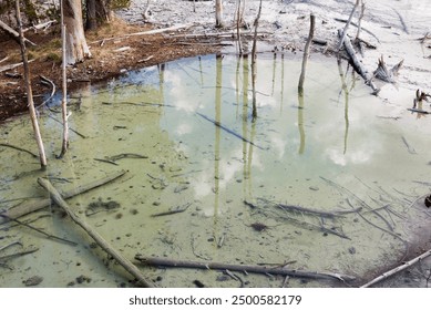 Serene forest pond with reflections of the sky and scattered fallen branches. - Powered by Shutterstock