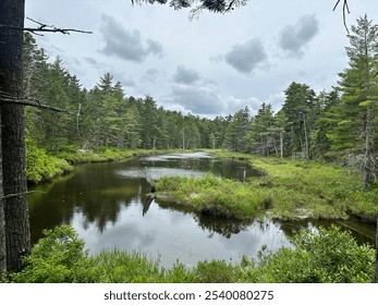 A serene forest pond surrounded by dense trees and lush greenery under a cloudy sky, reflecting the calm, natural beauty of the wilderness. - Powered by Shutterstock