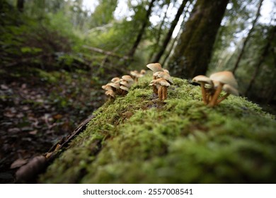 A serene forest scene featuring a cluster of small mushrooms growing on a moss-covered fallen log. The soft, natural lighting and shallow depth of field highlight the intricate details of the fungi. - Powered by Shutterstock