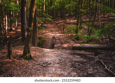 Serene forest scene featuring a peaceful dirt path leading to a small wooden bridge enveloped by tall trees in a sun-dappled woodland setting, perfect for nature exploration and relaxation. - Powered by Shutterstock