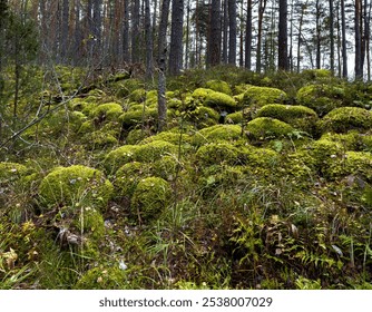 A serene forest scene in Karelia with rocks blanketed in vibrant green moss, creating a soft, textured landscape amidst tall pine trees. The rich greenery and natural detail reflect the untouched - Powered by Shutterstock