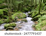 Serene forest scene, small stream flowing over vibrant green moss-covered rocks. Surrounding trees, foliage add to lushness Europe, Germany, Black Forest, Buhlertal, Gertelbach.