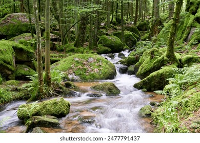 Serene forest scene, small stream flowing over vibrant green moss-covered rocks. Surrounding trees, foliage add to lushness Europe, Germany, Black Forest, Buhlertal, Gertelbach. - Powered by Shutterstock