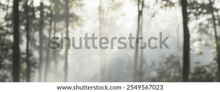 A serene forest scene with soft, diffused light filtering through tall trees.