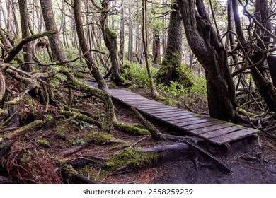 A serene forest setting on Vancouver Island featuring a wooden boardwalk and vibrant greenery. - Powered by Shutterstock