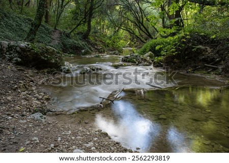 Similar – Image, Stock Photo Serene forest stream viewed through tree trunks