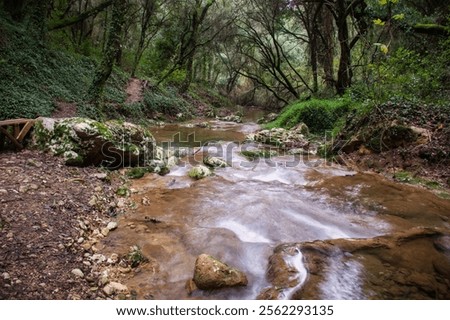 Similar – Image, Stock Photo Serene forest stream viewed through tree trunks