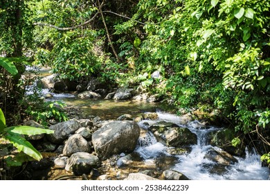 Serene Forest Stream Flowing Through Lush Greenery - Powered by Shutterstock