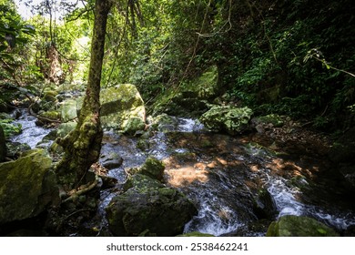 Serene Forest Stream Flowing Through Lush Greenery - Powered by Shutterstock