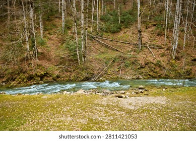Serene forest stream flowing through lush woodland in early spring.