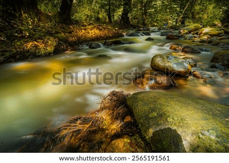Similar – Image, Stock Photo Serene forest stream viewed through tree trunks
