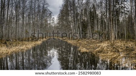 Similar – Image, Stock Photo Serene forest stream viewed through tree trunks