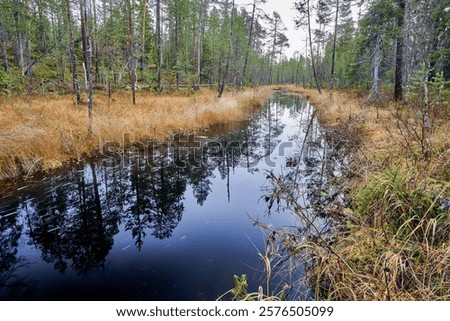 Similar – Image, Stock Photo Serene forest stream viewed through tree trunks