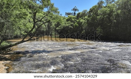 Similar – Image, Stock Photo Serene forest stream viewed through tree trunks