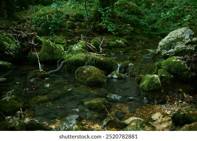 Serene forest stream surrounded by lush greenery, moss-covered rocks, and flowing water. Perfect for nature, wilderness, tranquility, and eco-themed designs
