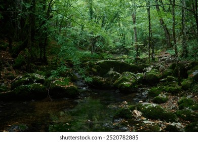 Serene forest stream surrounded by lush greenery, moss-covered rocks, and flowing water. Perfect for nature, wilderness, tranquility, and eco-themed designs - Powered by Shutterstock