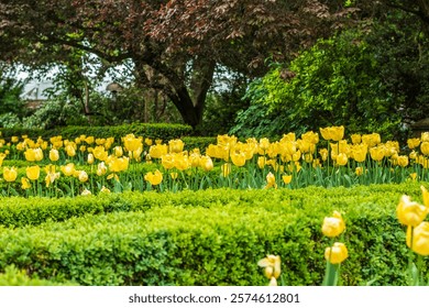 Serene garden showcasing a vibrant array of bright yellow tulips. Lush greenery and a tranquil ambiance make it an ideal natural scene for inspiration and relaxation.