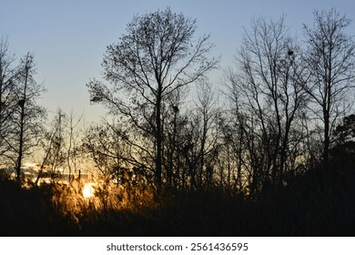 A serene golden sunset shines through a silhouette of bare winter trees, casting a warm glow over the tranquil landscape. Perfect for nature, tranquility, or evening themes. - Powered by Shutterstock