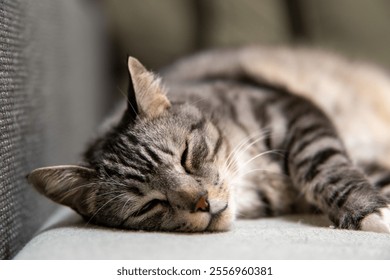 A serene gray and white striped cat lounging comfortably on a soft gray sofa, exuding relaxation and tranquility in a cozy home setting - Powered by Shutterstock