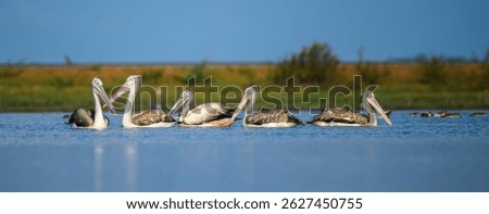 A serene group of spot-billed pelicans floats in unison across a calm lagoon in Mannar, Sri Lanka, their large bills and feathered bodies reflected softly in the water