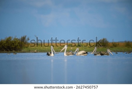 A serene group of spot-billed pelicans floats in unison across a calm lagoon in Mannar, Sri Lanka, their large bills and feathered bodies reflected softly in the water