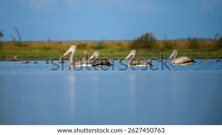 A serene group of spot-billed pelicans floats in unison across a calm lagoon in Mannar, Sri Lanka, their large bills and feathered bodies reflected softly in the water
