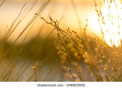 Serene and heavenly golden light cascading across reeds by a beautifully lit lake