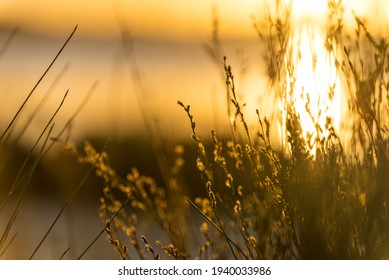 Serene and heavenly golden light cascading across reeds by a beautifully lit lake