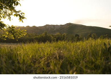 A serene hillside vineyard at sunset, with rows of grapevines stretching across the slope. The foreground features tall grass and sunlit leaves, creating a peaceful rural atmosphere. - Powered by Shutterstock