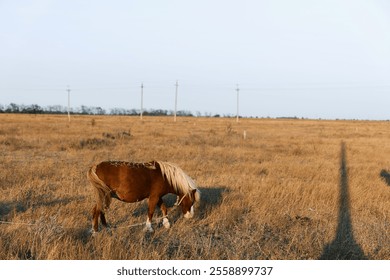 Serene horse grazing in lush field under power line shadow in the countryside landscape - Powered by Shutterstock