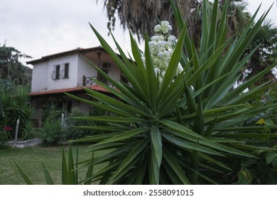 A serene house with a balcony, surrounded by a lush garden filled with tropical plants, and centering on a large yucca plant in bloom, capturing nature's tranquility. - Powered by Shutterstock