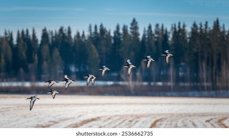 A serene image of a flock of birds flying gracefully over a snowy landscape, showcasing the beauty of nature and the tranquility of winter. - Powered by Shutterstock