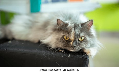 A serene image of a fluffy gray cat with vivid yellow eyes, laying comfortably on a surface with a bright green background, showcasing relaxation and domestic tranquility.