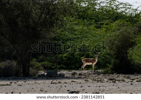A serene image of a herd of gazelles grazing in the lush green fields of Kish Island, Iran. The gazelles are small and graceful, and they move with a gentle gait. 