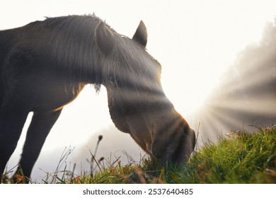 A serene image of a horse grazing in a sunlit field during an early morning. Sun rays pierce through the mist, illuminating the dewy grass and creating a peaceful, countryside atmosphere. - Powered by Shutterstock