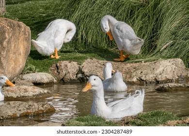 A serene image of a single american pekin duck gliding peacefully through still waters, surrounded by lush greenery. - Powered by Shutterstock