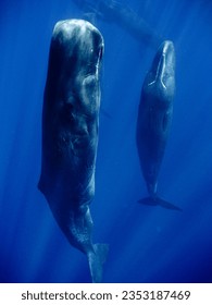 A serene image of a sperm whale in slumber, floating peacefully in the deep ocean waters.