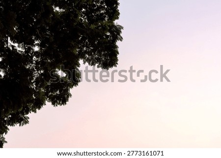 A serene image of a tree's leafy branches against a soft, pastel sky at dusk, creating a peaceful and calming atmosphere.