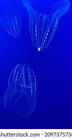 Serene Jelly Fish Abstract Aquarium