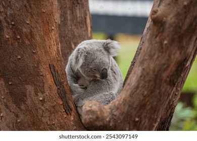 A serene koala rests on a tree branch, showcasing its soft fur and peaceful demeanor amidst the natural beauty of its habitat in Australia. - Powered by Shutterstock