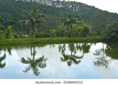 A serene lake reflecting beautiful palm trees, surrounded by lush greenery. The vibrant colors of the trees contrast with the still water, creating a peaceful and tropical atmosphere. - Powered by Shutterstock