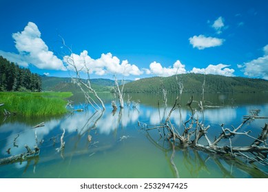 A serene lake reflecting a vivid blue sky and lush hills, with sun-bleached driftwood and vibrant grasses along the shoreline. - Powered by Shutterstock