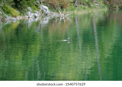 A serene lake scene with calm waters reflecting lush green trees and rocky shores. A small bird is visible swimming in the water, creating gentle ripples. - Powered by Shutterstock