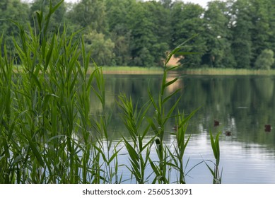 A serene lake surrounded by lush green forest, with tall reeds in the foreground and calm water reflecting the trees and natural surroundings. - Powered by Shutterstock